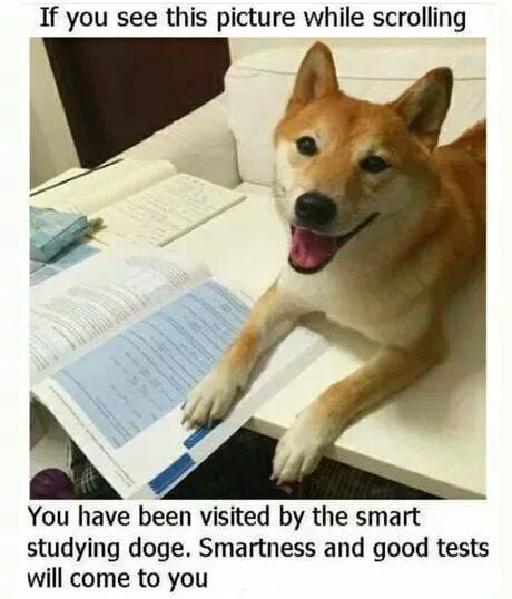 studying_doggo.jpg